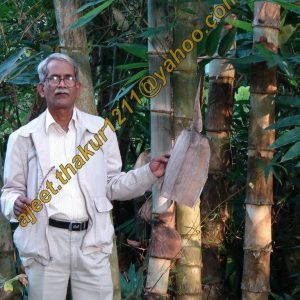 1381431 534164883331821 1367882883 n Bamboo India