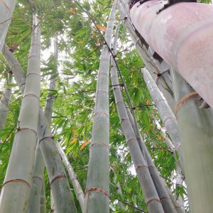 14479657 1117665714981732 4793293095670580333 n Bamboo India