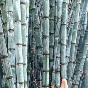 20157251 10155520718793126 1415823659441556169 oi Bamboo India