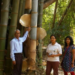 901796 446974662050844 605453484 o Bamboo India