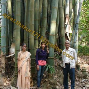 AF1QipMAUWtZTvVmLQDRXOZNTcUpTf9mAdqfmgOJyon7w960 h960 n o v1 Bamboo India