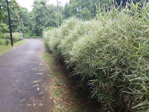 AF1QipMp9MATuK 4x 8VewhVGDq0XfQiAdNE IywsUuxw400 h300 k no Bamboo India