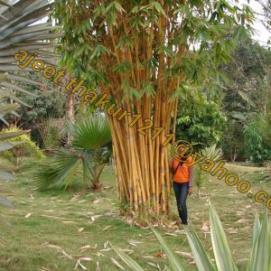 AF1QipP21vjUjrnz7 mbSicN6vsrjtfgdUIcC0YJA91Mw960 h960 n o v1 Bamboo India