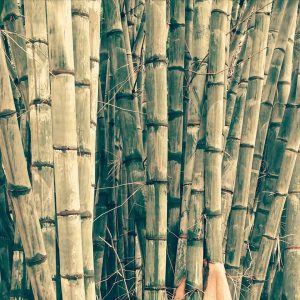 AF1QipPuU0oAN81tOP8kbUpuYMFBbctPpq71AvFpPHLsw960 h960 n o v1 Bamboo India