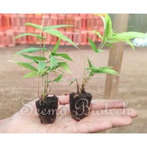 Bamboo Netpot Plants Bamboo India