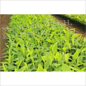 Banana Plant Bamboo India