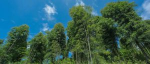 Banner2 1 Bamboo India