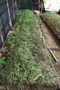 DSC04275 Bamboo India