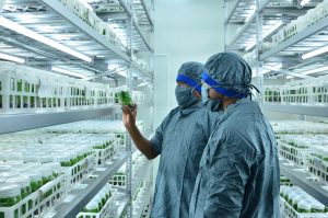 DSC 7248 Bamboo India