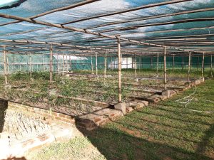 IMG 15 2 Bamboo India