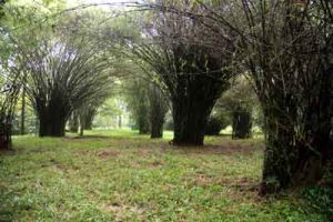 KFRI Bambusetum Bamboo India