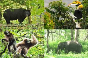 National Parks and Wildlife Sanctuaries in Nagaland e1633085108233 Bamboo India
