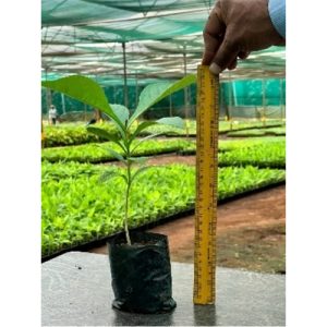 Teak Plant Bamboo India