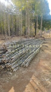 WhatsApp Image 2025 07 11 at 13.47.03 1 Bamboo India