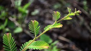 backdrop 10 1920x1080 60 Bamboo India