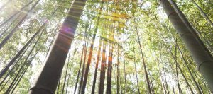 bamboo 1 Bamboo India