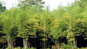 bamboo 2 1920x1080 13 Bamboo India