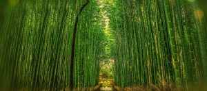 bamboo 3 Bamboo India