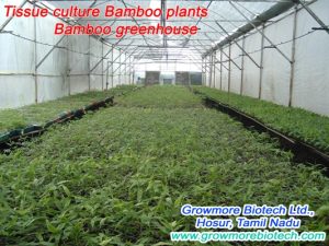 bamboo greenhouse Bamboo India