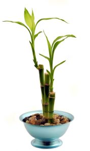 bamboo houseplant potted plant 2202182 Bamboo India