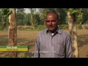 bamboo india 07 Bamboo India