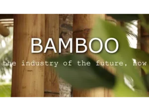 bamboo india 10 Bamboo India