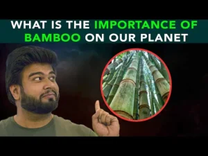 bamboo india 13 Bamboo India