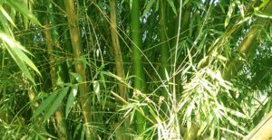 bamboo spa 1 Bamboo India