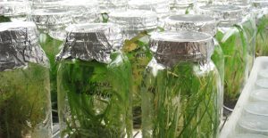 bamboo3 1 Bamboo India