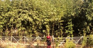 bamboo5 1 Bamboo India