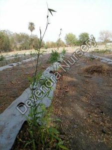 bambu farming service 1534932762 4219450 Bamboo India