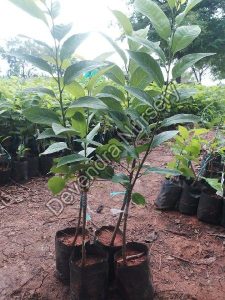 custard apple plant 1535710952 4250467 Bamboo India