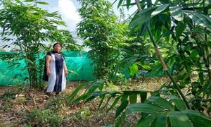 gallery 1837556579 Bamboo India