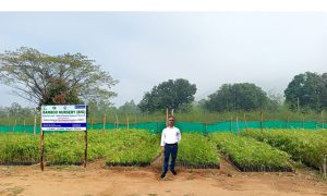 gallery 2022746785 Bamboo India