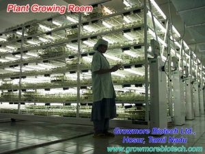 growth room Bamboo India