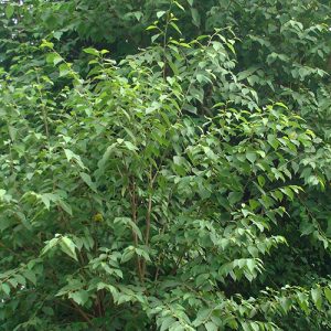 img3 500x500 1 Bamboo India