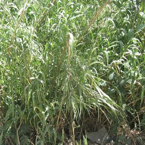 img7 500x500 1 Bamboo India