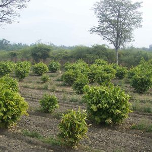 img8 500x500 1 Bamboo India