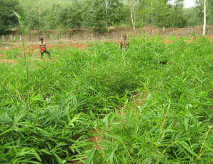 odisha bamboo 10 Bamboo India