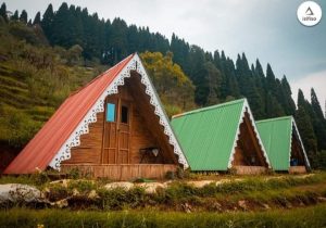 portfolio 64 2 Bamboo India