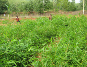 static 1951240042 Bamboo India