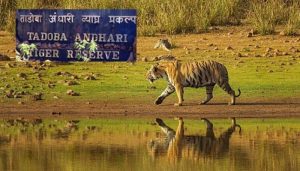 tadoba national park Bamboo India