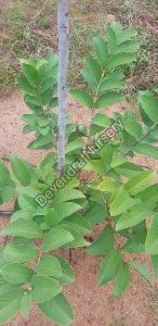 thai guava plant 1539055824 4219462 Bamboo India