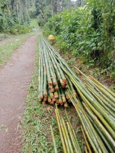 the other side 1 Bamboo India