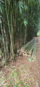 the other side 2 Bamboo India