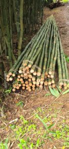 the other side 3 Bamboo India