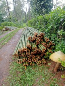 the other side 4 Bamboo India