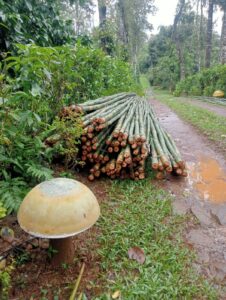 the other side 5 Bamboo India