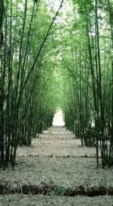 the other side 6 Bamboo India