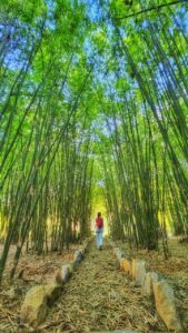 the other side 8 Bamboo India